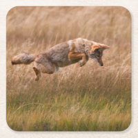 Coyote sautant - prés de gibbon