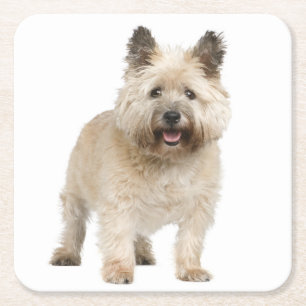 Dessous De Verre Carré Crème Cairn Terrier Chien Chien Chien Chien Aimer