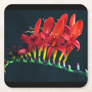 Dessous De Verre Carré Crocosomie Lucifer Montbretia Floral