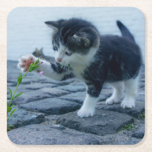 Dessous De Verre Carré Cute Little Kitten Jouer avec une fleur