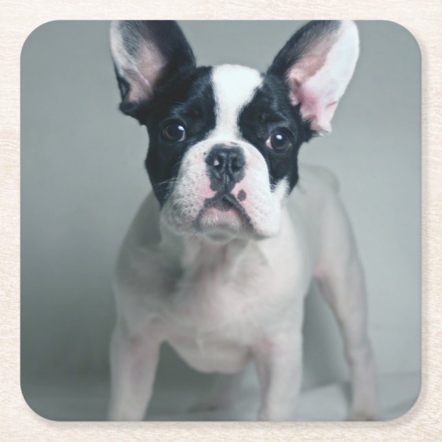 Dessous De Verre Carré Cutest Baby Animals | French Bulldog Puppy (Devant)