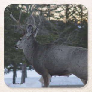 Dessous De Verre Carré D8 Mule Deer Buck