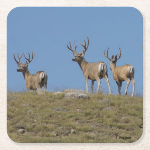 Dessous De Verre Carré D9 Mule Deer Bucks in Velvet