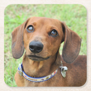 Dessous De Verre Carré Dachshund