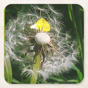 Dessous De Verre Carré Dandelion mignon