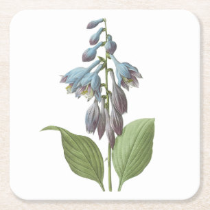 Dessous De Verre Carré daylily (Hemerocallis caerulea) par Redouté