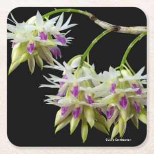 Dessous De Verre Carré Dendrobium Amethystoglossum