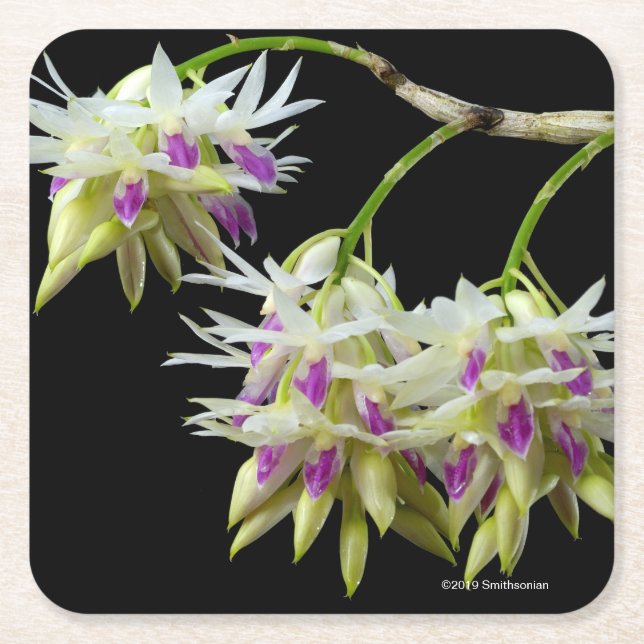 Dessous De Verre Carré Dendrobium Amethystoglossum (Devant)