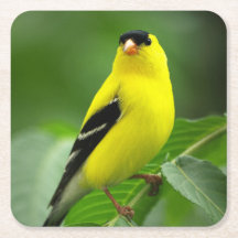Dessous de verre américain Goldfinch Drink
