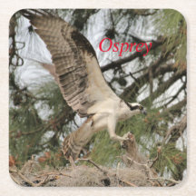 Dessous de verre de papier Osprey Wildlife