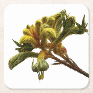 Dessous De Verre Carré Dessous de verre - Kangaroo Paw