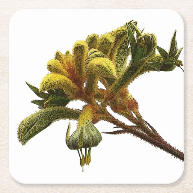 Dessous De Verre Carré Dessous de verre - Kangaroo Paw (Devant)