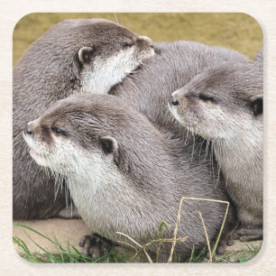Dessous De Verre Carré DESSOUS DE VERRE papier OTTERS CUTE