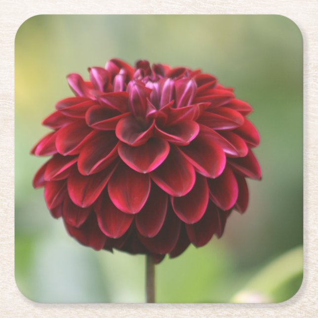 Dessous De Verre Carré Dessous de verre Red Dahlia (Devant)