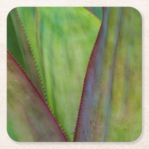 Dessous De Verre Carré Détail de la plante d'Agave