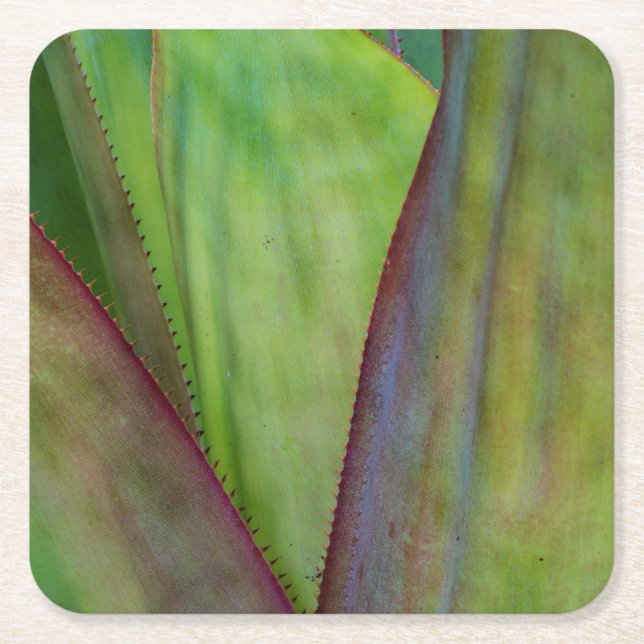 Dessous De Verre Carré Détail du Plante Agave (Devant)