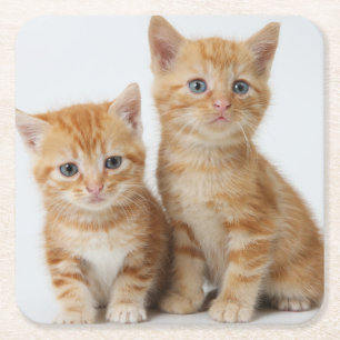 Dessous De Verre Carré Deux chatons adorables