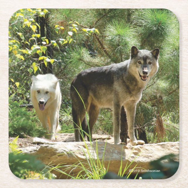 Dessous De Verre Carré Deux loups gris dans la forêt (Devant)