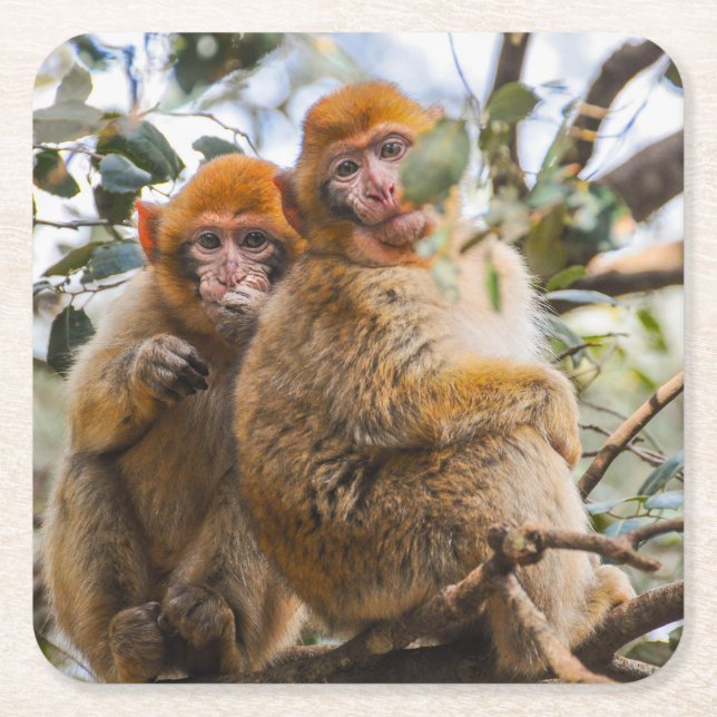 Dessous De Verre Carré Deux Mignons singes (Devant)