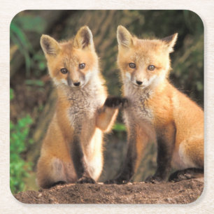 Dessous De Verre Carré Deux renardeaux rouges devant leur tanière