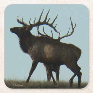Dessous De Verre Carré E 14 Big Bull Elk Silhouette