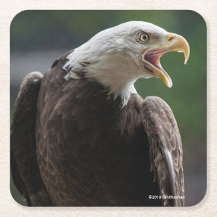 Dessous De Verre Carré Eagle chauve appelle