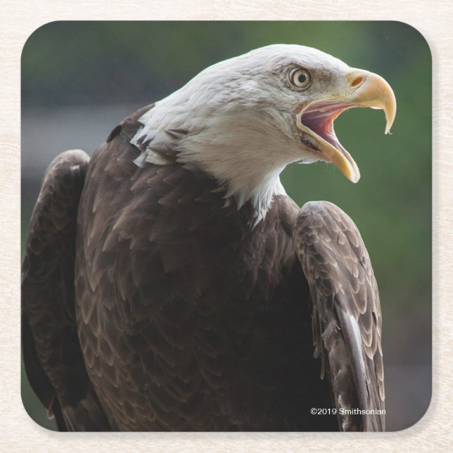 Dessous De Verre Carré Eagle chauve appelle (Devant)