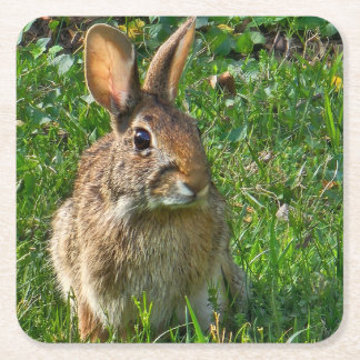 Dessous De Verre Carré Eastern cottontail rabbit
