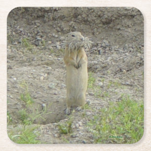 Dessous De Verre Carré Écureuil terrestre de Richardson (Gopher)