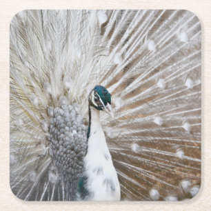 Dessous De Verre Carré Élégant Peacock Albino