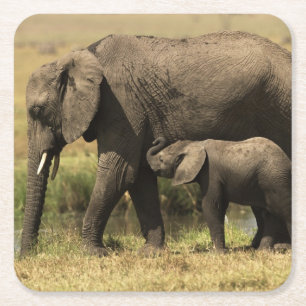 Dessous De Verre Carré Éléphants africains