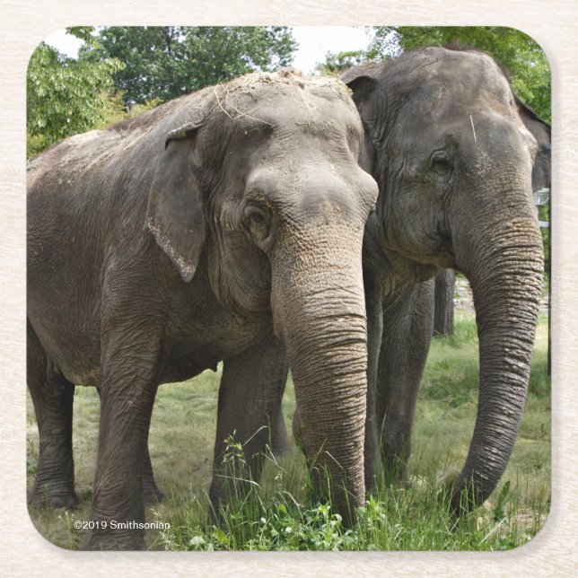 Dessous De Verre Carré Éléphants asiatiques côte à côte (Devant)