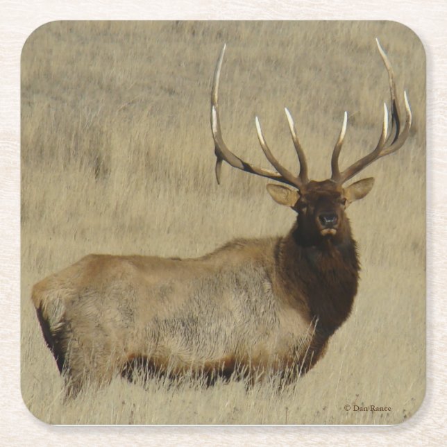 Dessous De Verre Carré Elk taureau E30 (Devant)