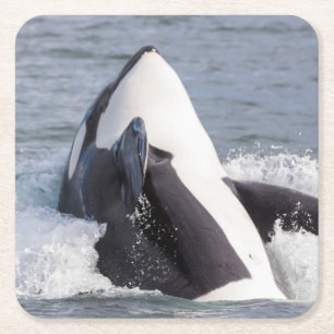 Dessous De Verre Carré Éruption d'une baleine orque