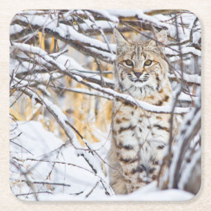 Dessous De Verre Carré États-Unis, Wyoming, Bobcat