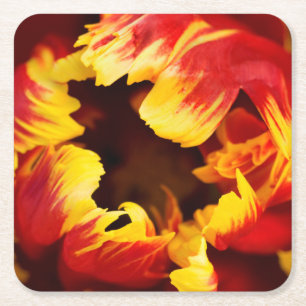 Dessous De Verre Carré Europe, Pays-Bas, Lisse. Tulipe perroquet