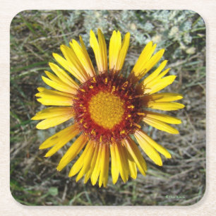 Dessous De Verre Carré F1 Fleur sauvage jaune (Gaillardia aristata)