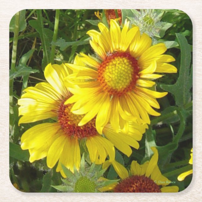 Dessous De Verre Carré F6 Fleurs sauvages jaunes (Devant)