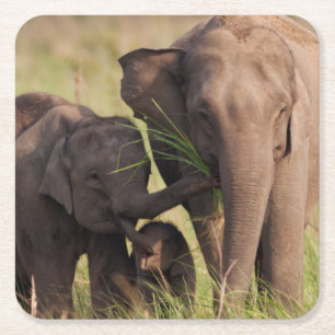 Dessous De Verre Carré Famille d'éléphants d'Asie indienne dans la Savann