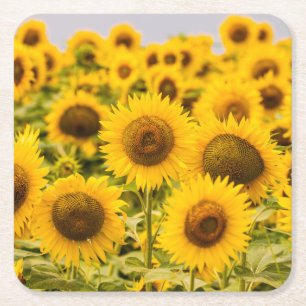 Dessous De Verre Carré Farms A Sunflower