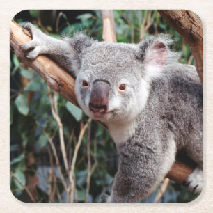 Dessous De Verre Carré Featherdale Wildlife Park, ours koalas