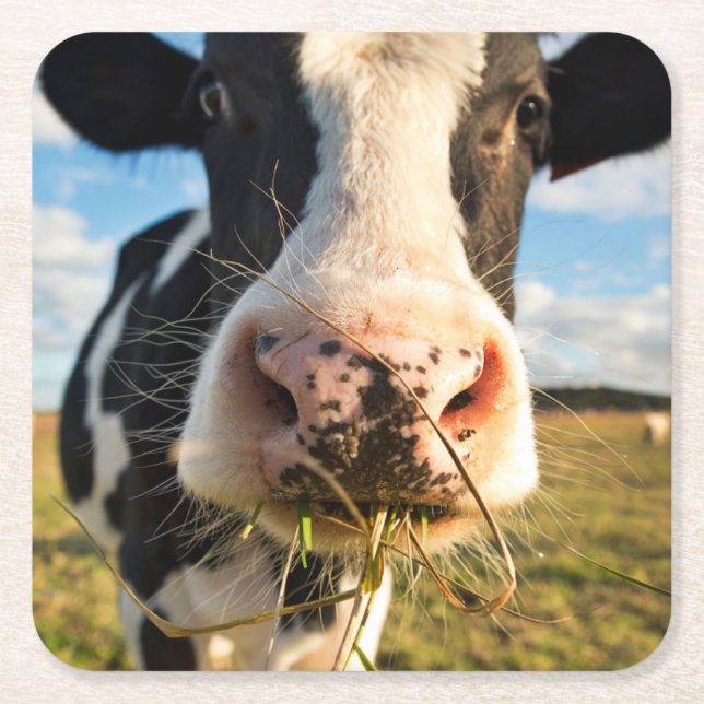 Dessous De Verre Carré Fermes | Vache Holstein Chewing (Devant)
