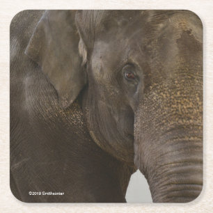 Dessous De Verre Carré -Fin d'éléphant
