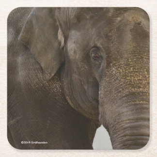 Dessous De Verre Carré -Fin d'éléphant