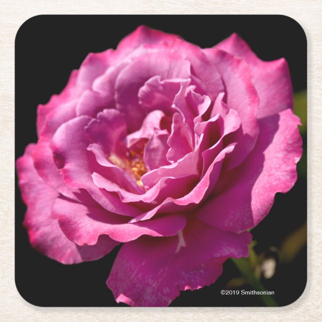 Dessous De Verre Carré -Fin rose de visage d'ange (Devant)