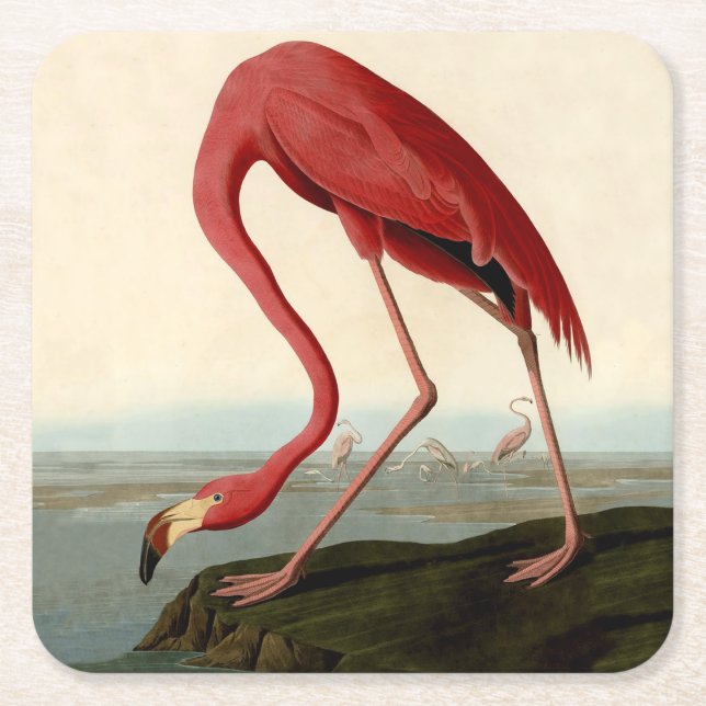 Dessous De Verre Carré Flamant rose américain d'Audubon (Devant)