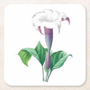Dessous De Verre Carré Fleur : A006 Thorn Apple -