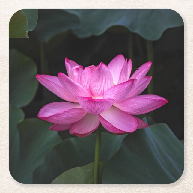 Dessous De Verre Carré Fleur de Lotus (Devant)