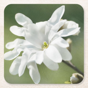 Dessous De Verre Carré Fleur de magnolia blanc