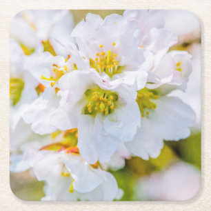 Dessous De Verre Carré Fleur de Sakura